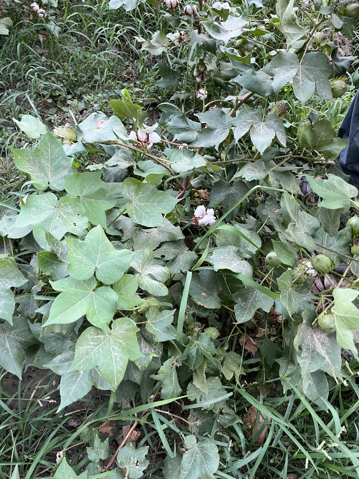 Cotton plant