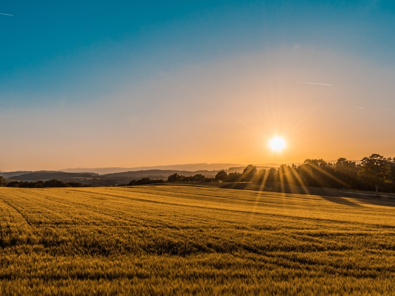 Wheat field